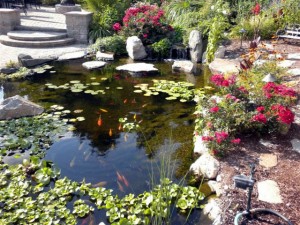 fishpond-atlanta-ga